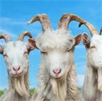 模拟山羊3-Goat Simulator 3