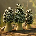 羊肚菌：狩猎-Morels： The Hunt